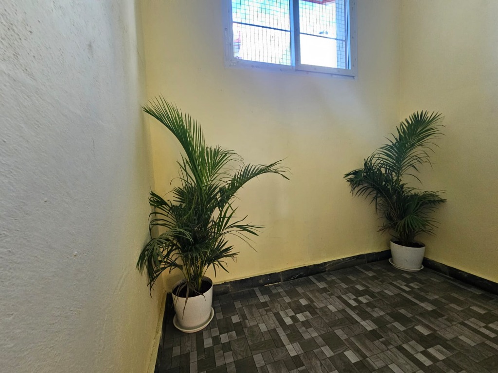 Indoor Potted Plants