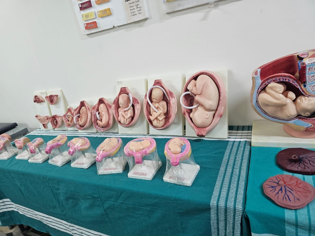 Fetal development stages in the womb models