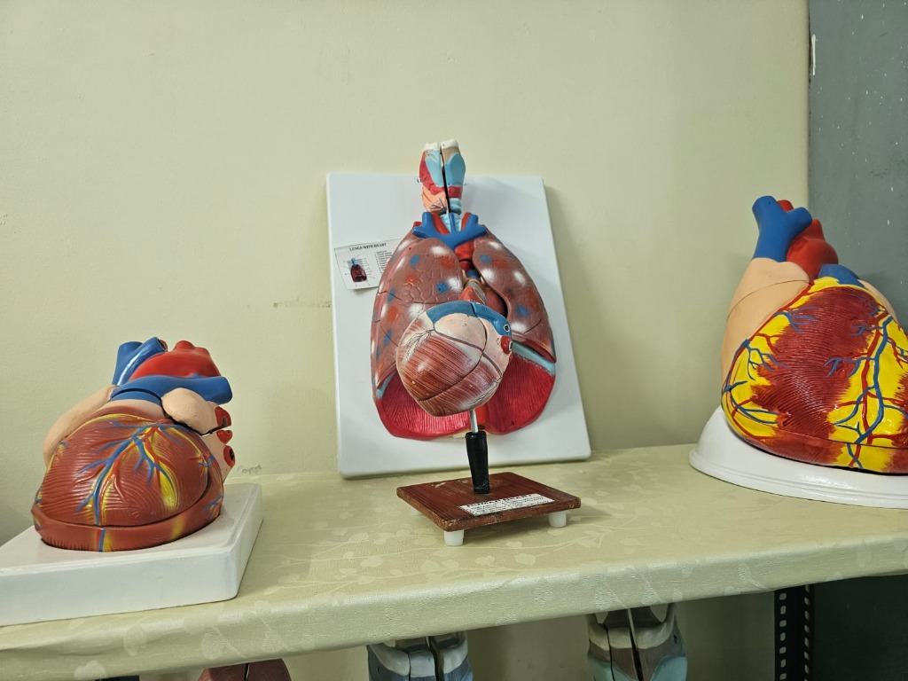 Human Organ Models